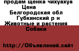 продам щенка чихуахуа › Цена ­ 10 000 - Белгородская обл., Губкинский р-н Животные и растения » Собаки   